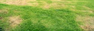 greensprout lawn care edmonton