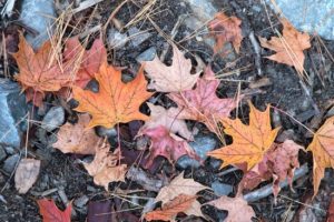 Fall Cleanup Edmonton