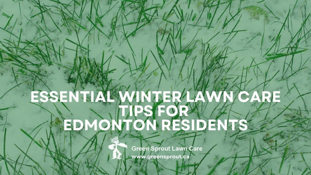Essential Winter Lawn Care Tips for Edmonton Residents