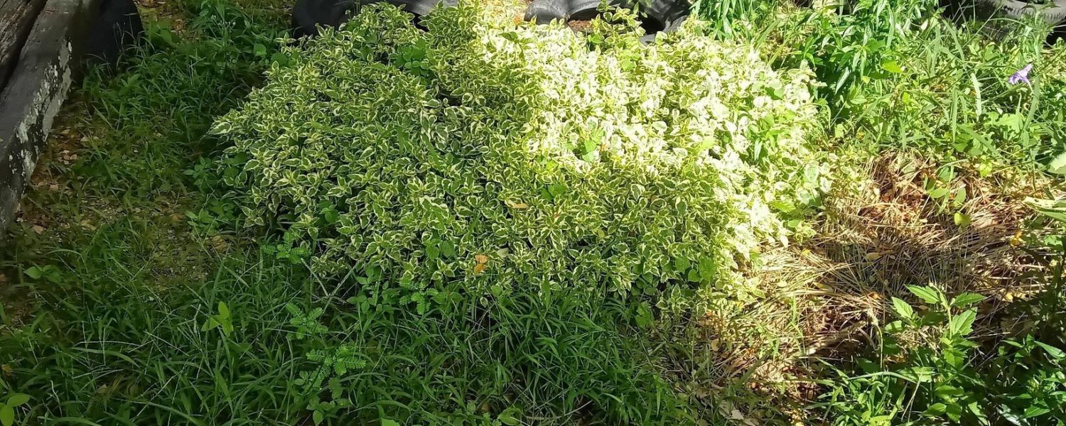 green-leave-tree-free-photo