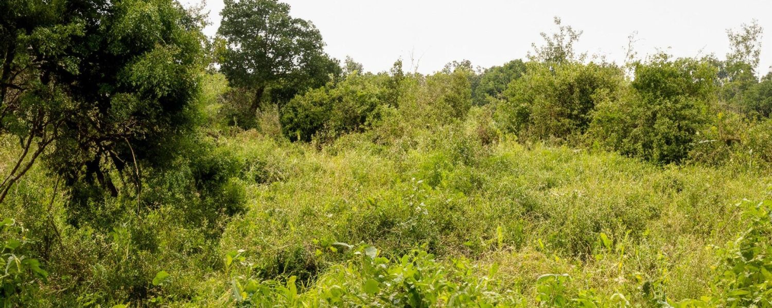 overgrown-field-rural-landscape-cloudy-sky-land-neglect-free-photo