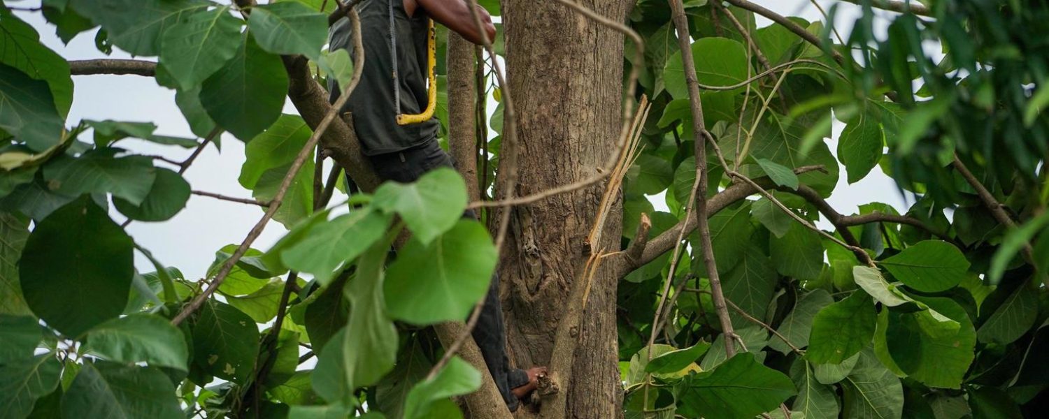 portrait-of-arborist-holding-on-the-tree-with-his-hand-and-a-saw-with-a-clear-sky-background-free-photo