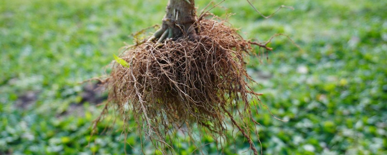 Residential Services