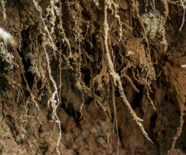 roots-of-fallen-tree-in-the-forest-free-photo