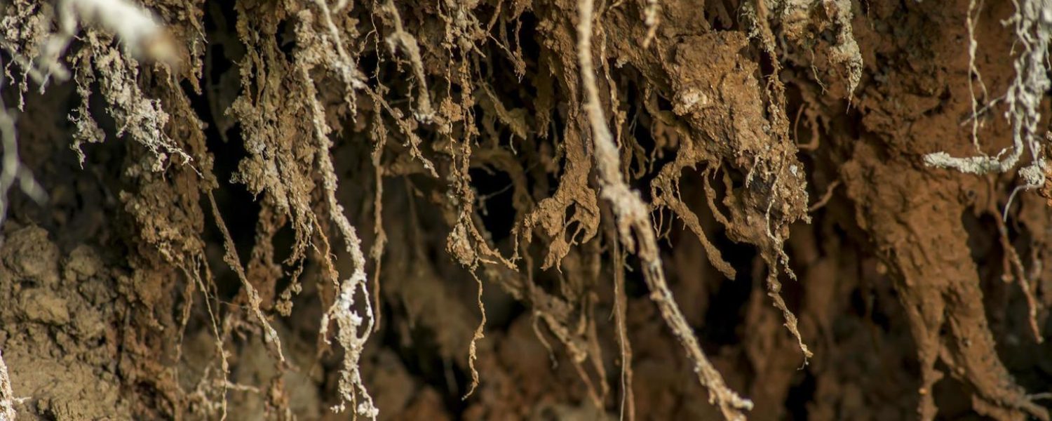 roots-of-fallen-tree-in-the-forest-free-photo