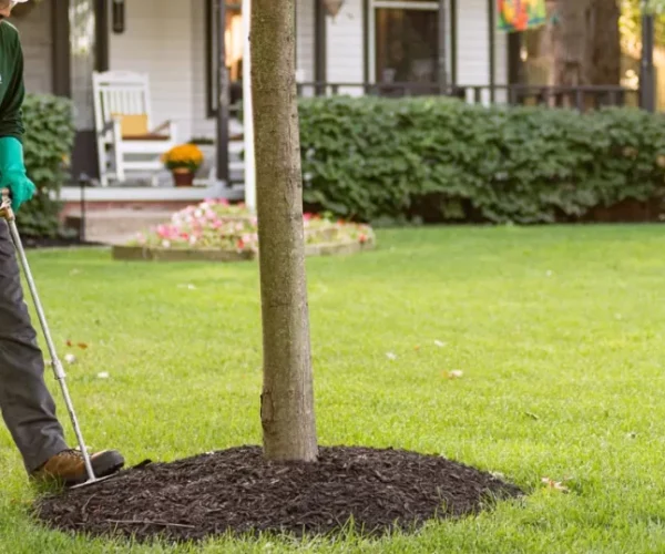 tree-and-shrub-fertilization-1024x538