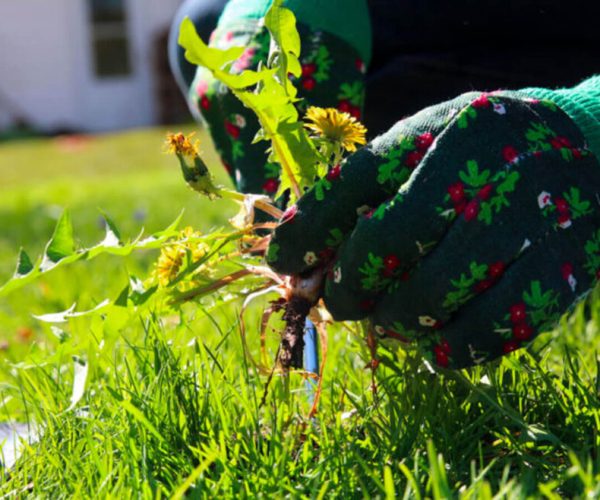 weed-fertilizer-1024x658